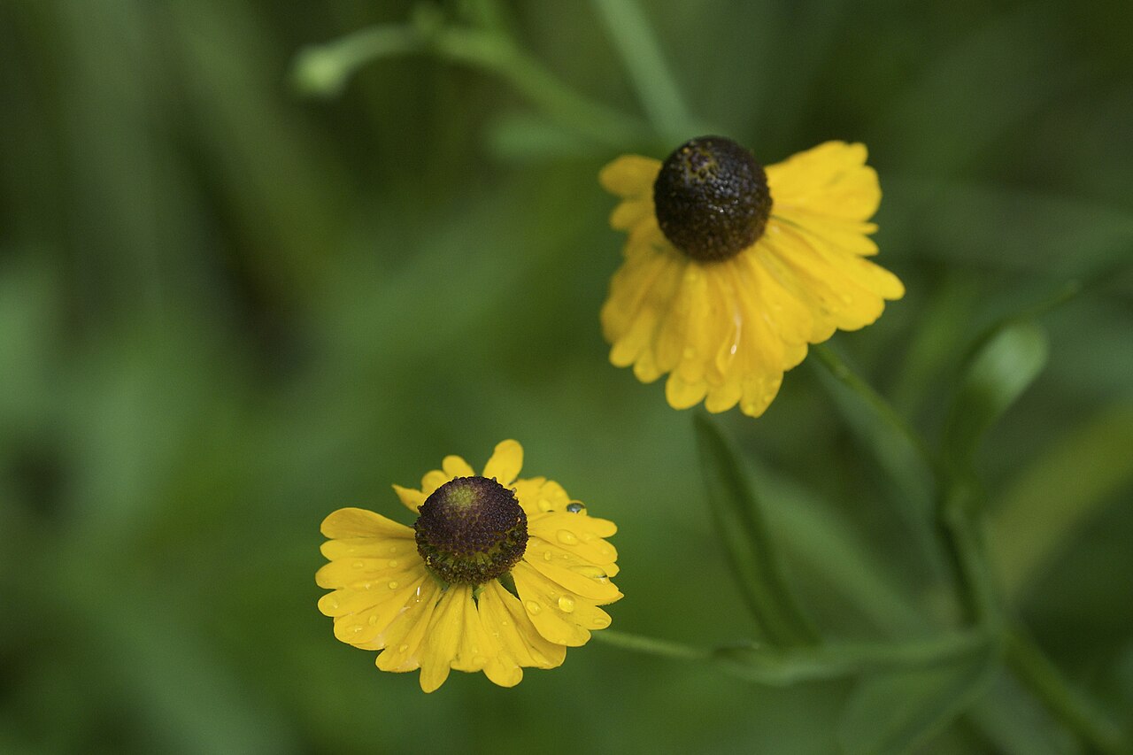Purple-headed Sneezeweed (Helenium flexuosum) - PlantNative.org Dark domed centers and notched yellow rays on purple-headed sneezeweed in Arkansas.
