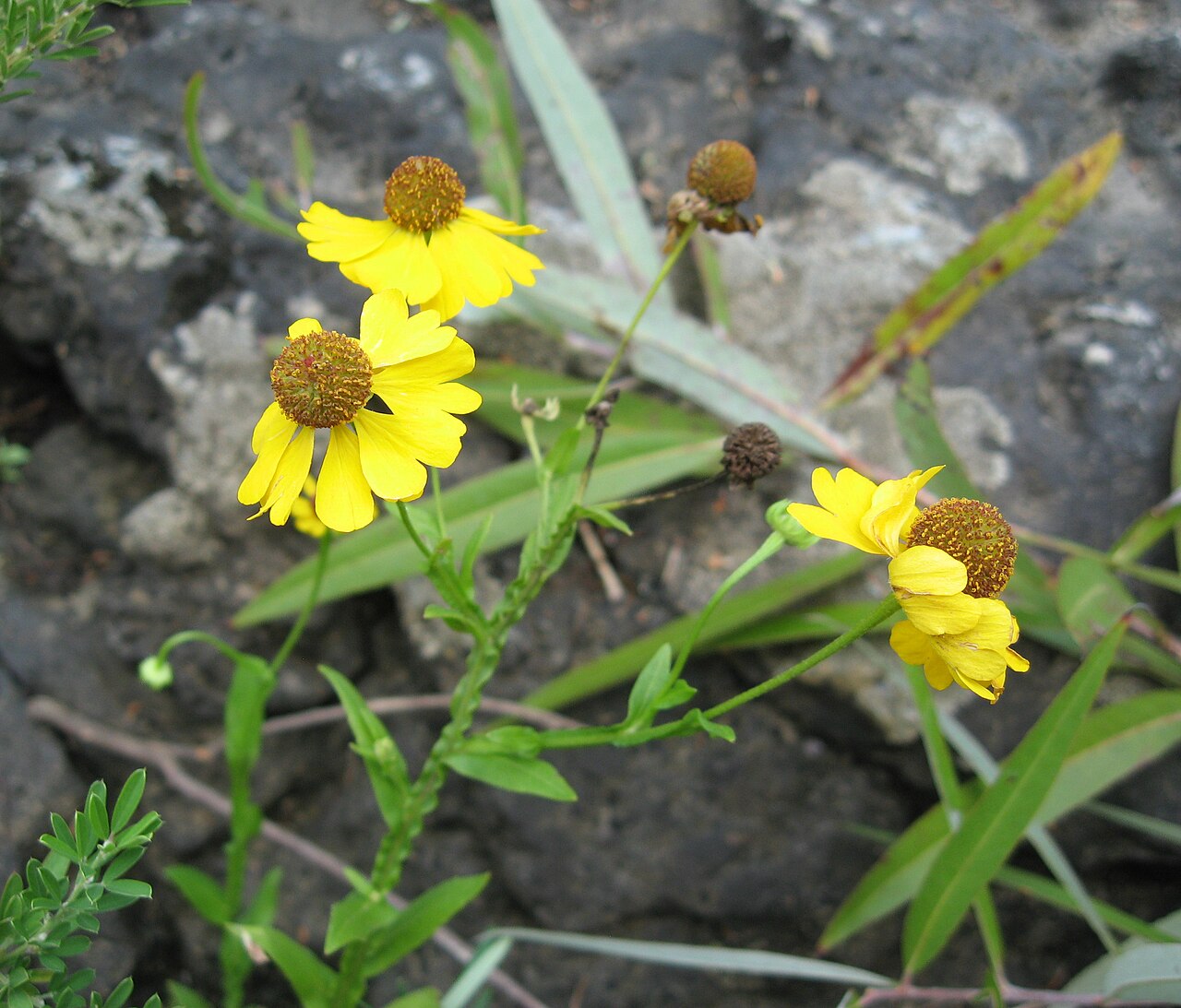 Purple-headed Sneezeweed (Helenium flexuosum) - PlantNative.org Helenium flexuosum growing in riverscour limestone cracks in Tennessee.