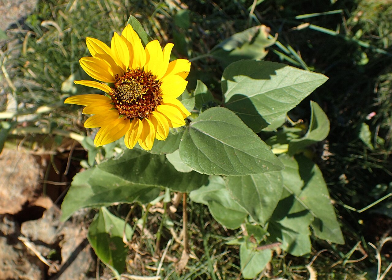 Common Sunflower (Helianthus annuus) - PlantNative.org Wild-form common sunflower photographed in South Dakota; locality is not itself a native-status determination.