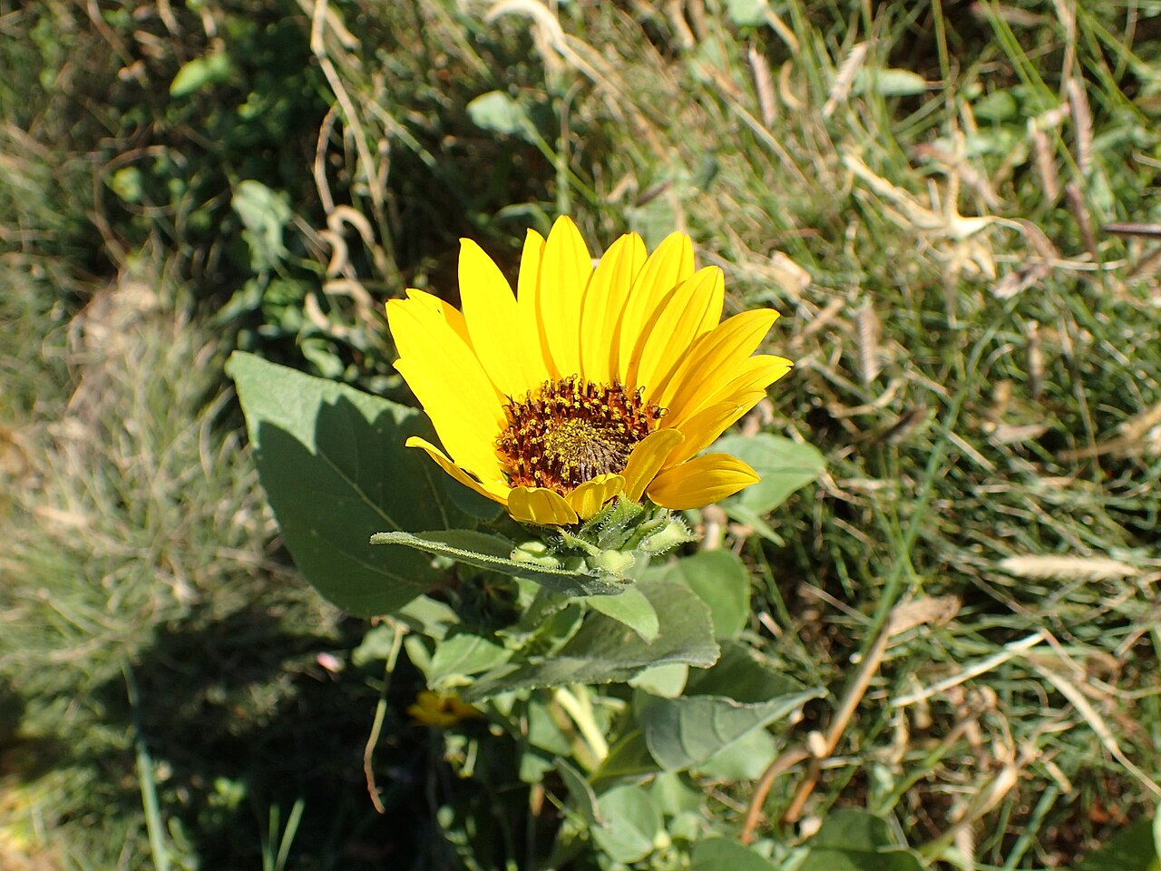 Common Sunflower (Helianthus annuus) - PlantNative.org Foliage and a second head on a wild-form sunflower in South Dakota.