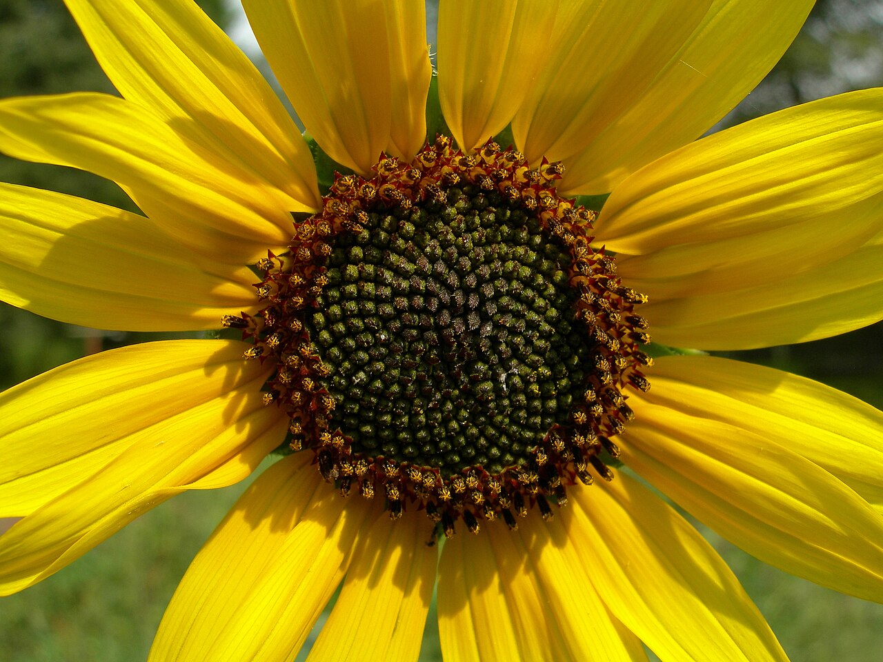 Common Sunflower (Helianthus annuus) - PlantNative.org Disk florets and yellow rays on a Kansas wild sunflower.