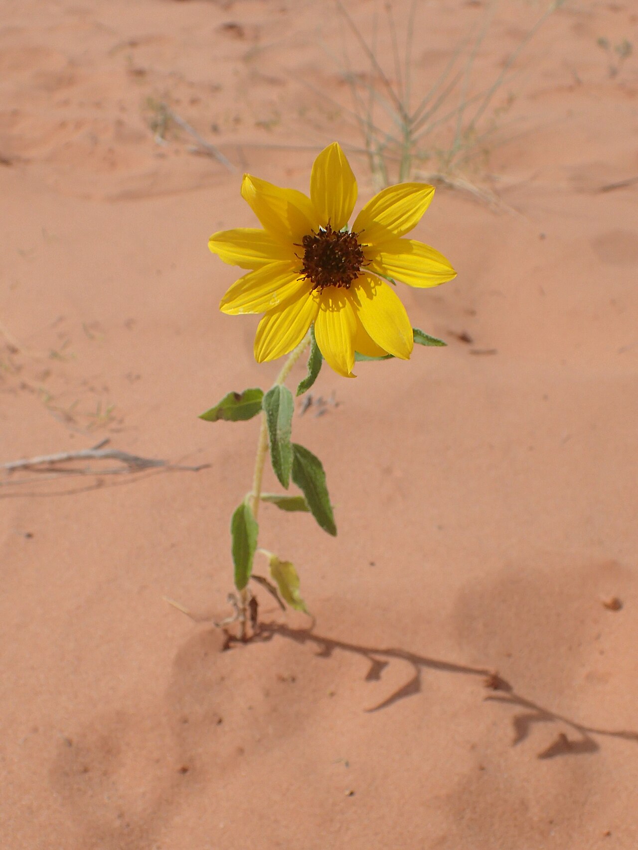 Dune Sunflower (Helianthus anomalus) - PlantNative.org Helianthus anomalus flowers