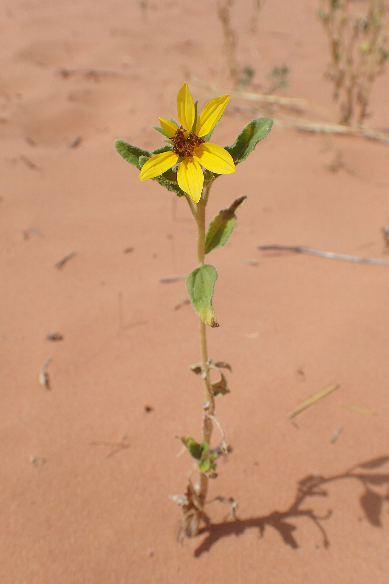 Dune Sunflower (Helianthus anomalus) - PlantNative.org Helianthus anomalus foliage and growth habit