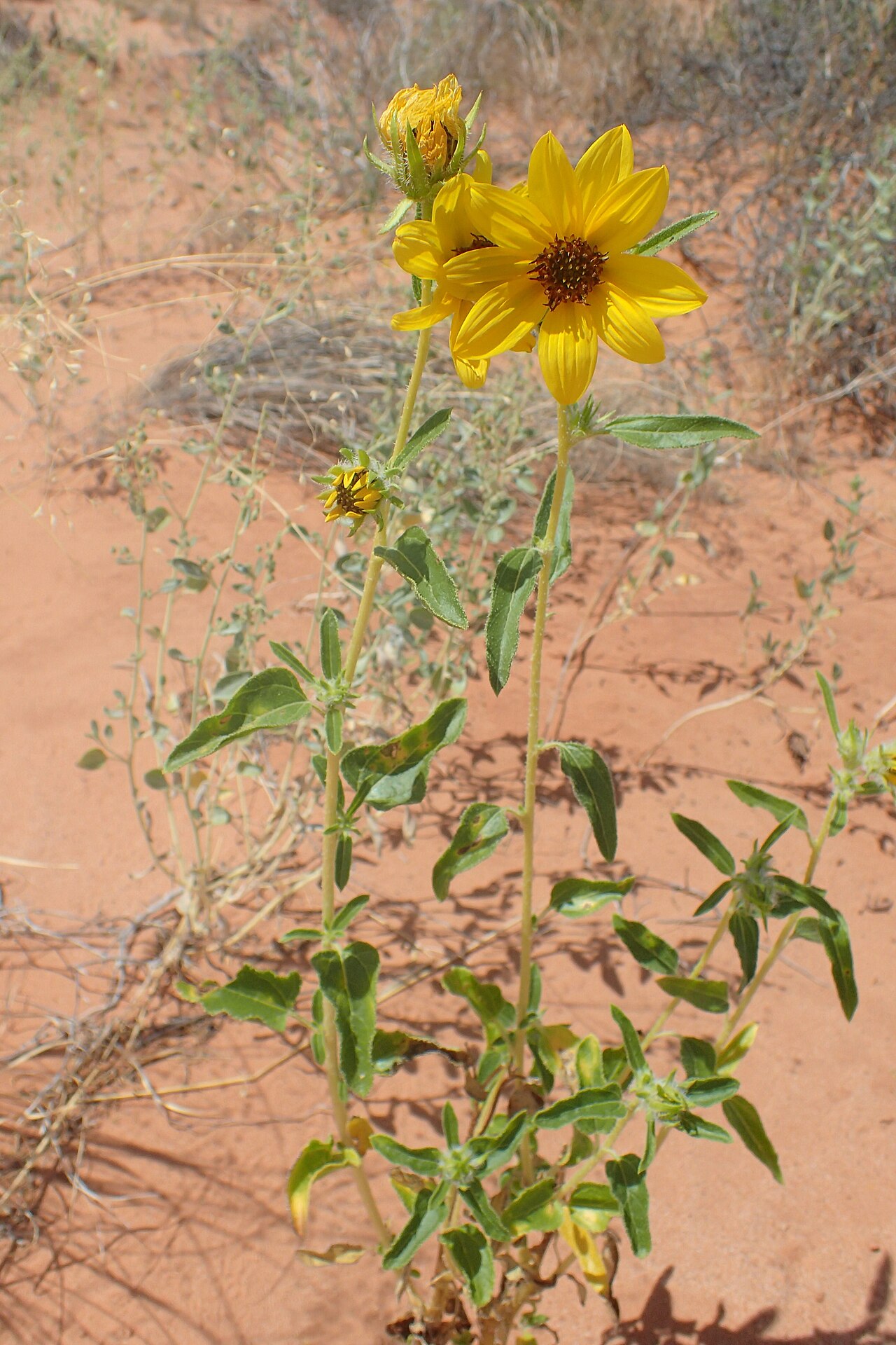 Dune Sunflower (Helianthus anomalus) - PlantNative.org Helianthus anomalus growth and seasonal features