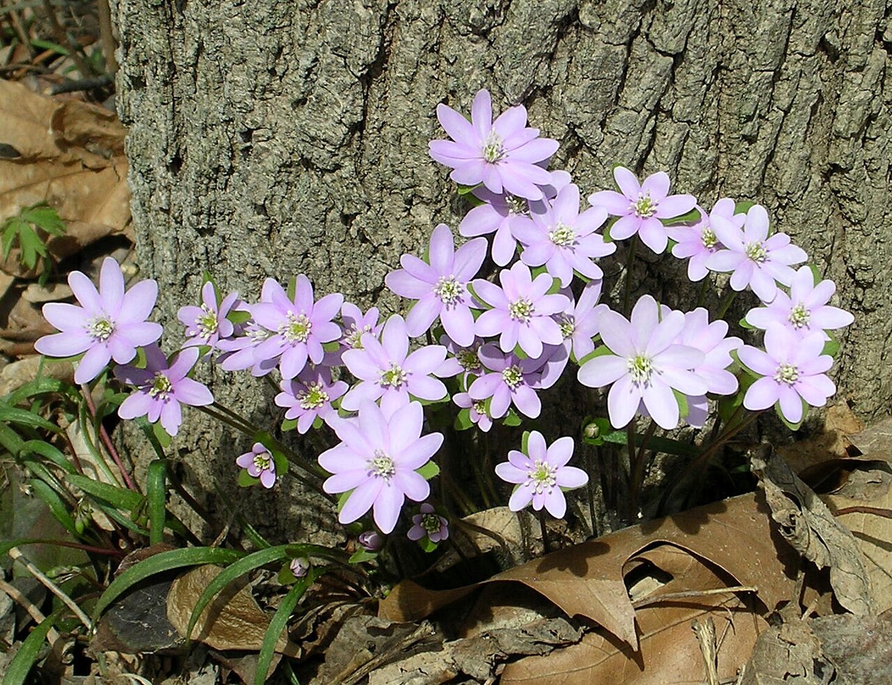 Sharp-lobed hepatica in flower in the East Woods of the Morton Arboretum, Illinois.
