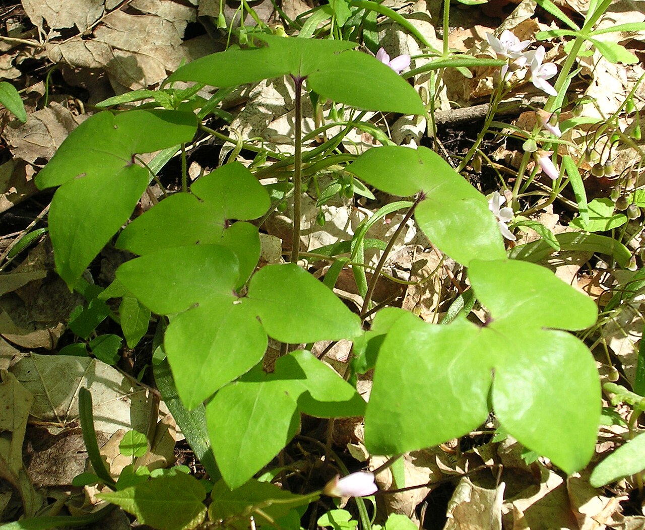 Pointed leaf lobes of sharp-lobed hepatica at the Morton Arboretum.