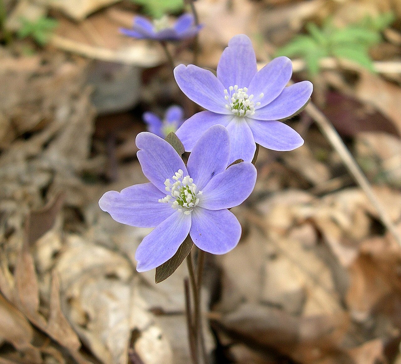 Lavender flowers of Hepatica acutiloba, with pale stamens around the center.