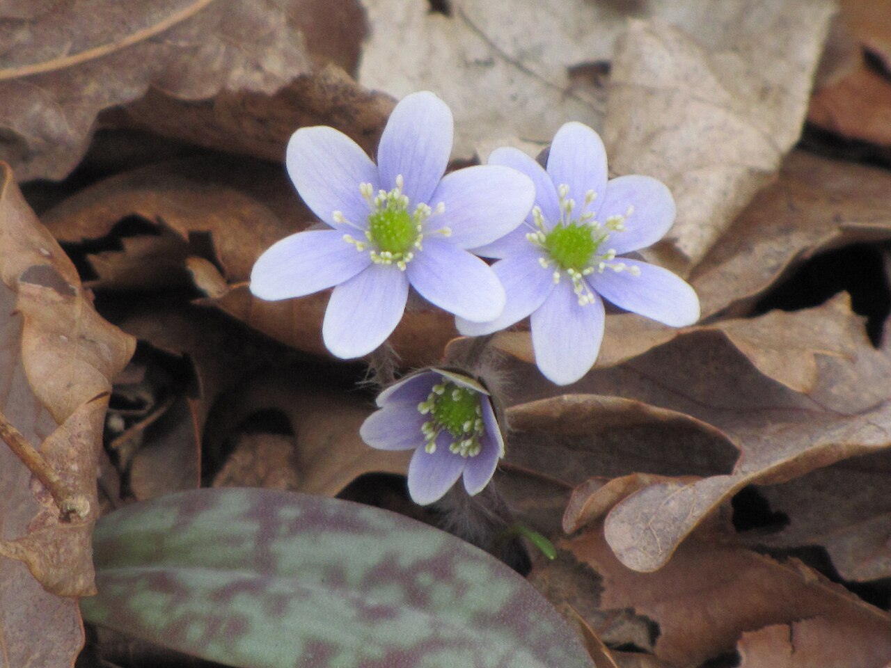 Round-lobed Hepatica (Hepatica americana) - PlantNative.org Round-lobed hepatica flowering in Manassas, Virginia, among its overwintered leaves.
