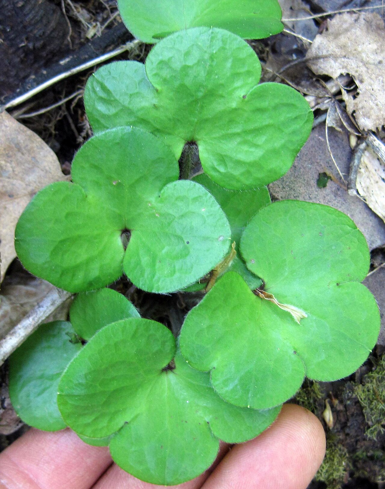 Round-lobed Hepatica (Hepatica americana) - PlantNative.org Rounded leaf lobes of Anemone americana, a synonym of Hepatica americana, in Ontario.