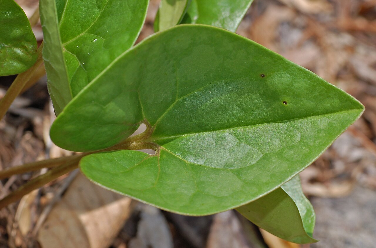 Little Brown Jugs (Asarum arifolium) - PlantNative.org Arrow-shaped leaf of little brown jugs photographed at Mt. Cuba Center.