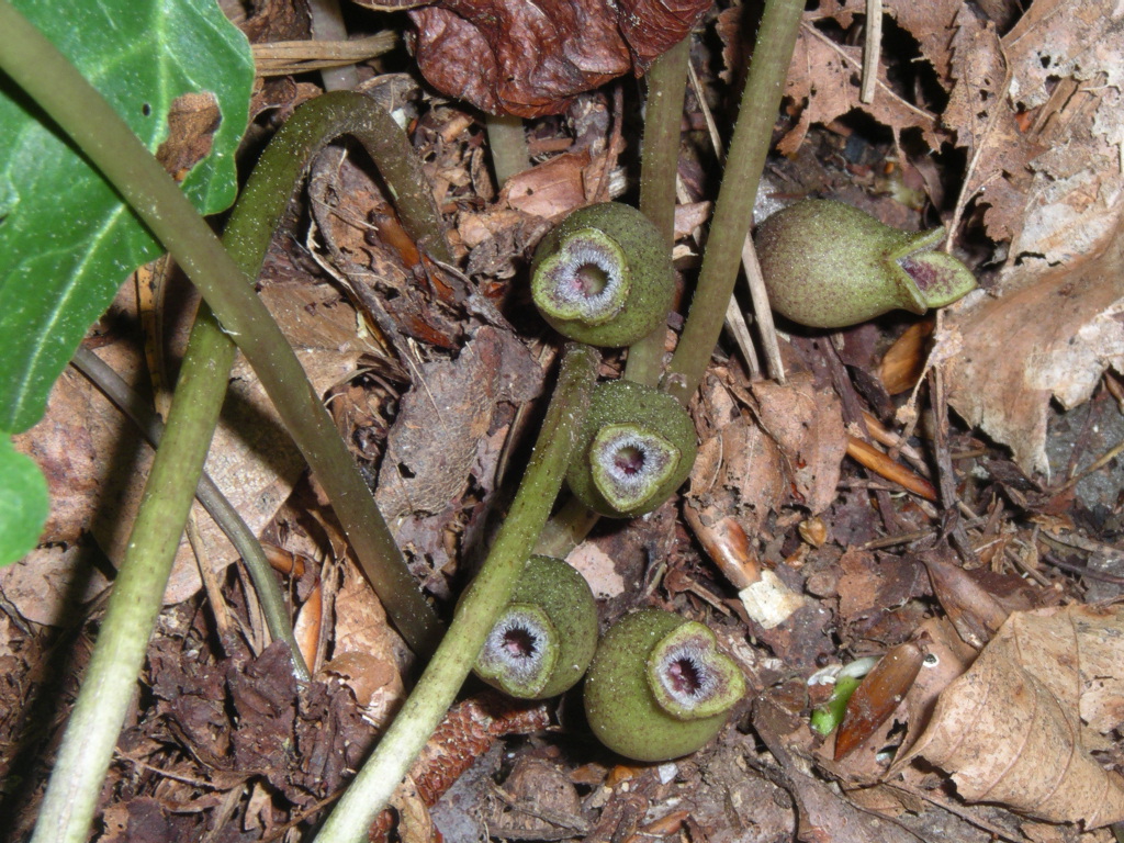 Little Brown Jugs (Asarum arifolium) - PlantNative.org Jug-shaped flowers near the woodland floor on the White Oak Sinks trail in the Smokies.