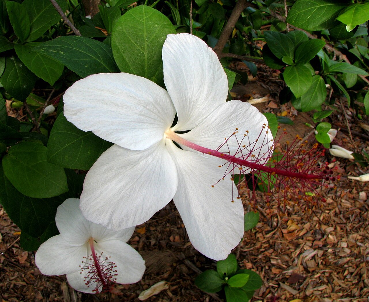 Kokiʻo Keʻokeʻo (Hibiscus arnottianus) - PlantNative.org White Hibiscus arnottianus flower with a red staminal column, Kanani Kea cultivar