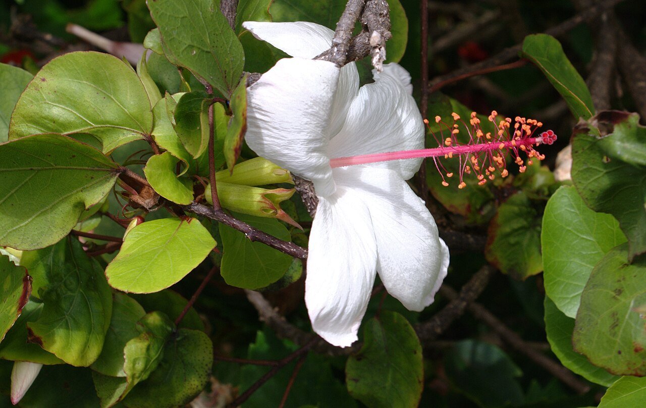 Kokiʻo Keʻokeʻo (Hibiscus arnottianus) - PlantNative.org Side view of Hibiscus arnottianus flower and foliage