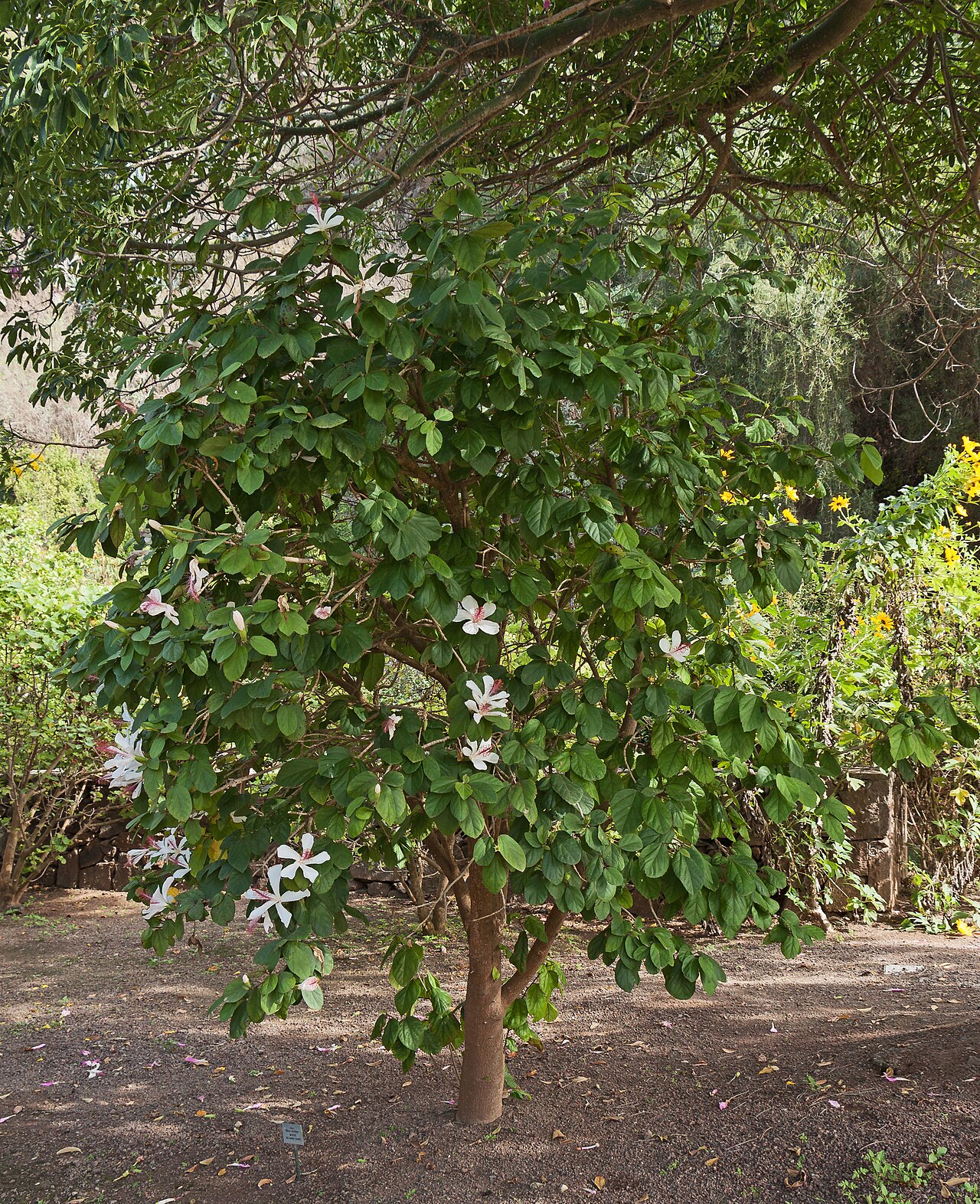 Kokiʻo Keʻokeʻo (Hibiscus arnottianus) - PlantNative.org White-flowered Hibiscus arnottianus grown as a small tree in a botanical garden
