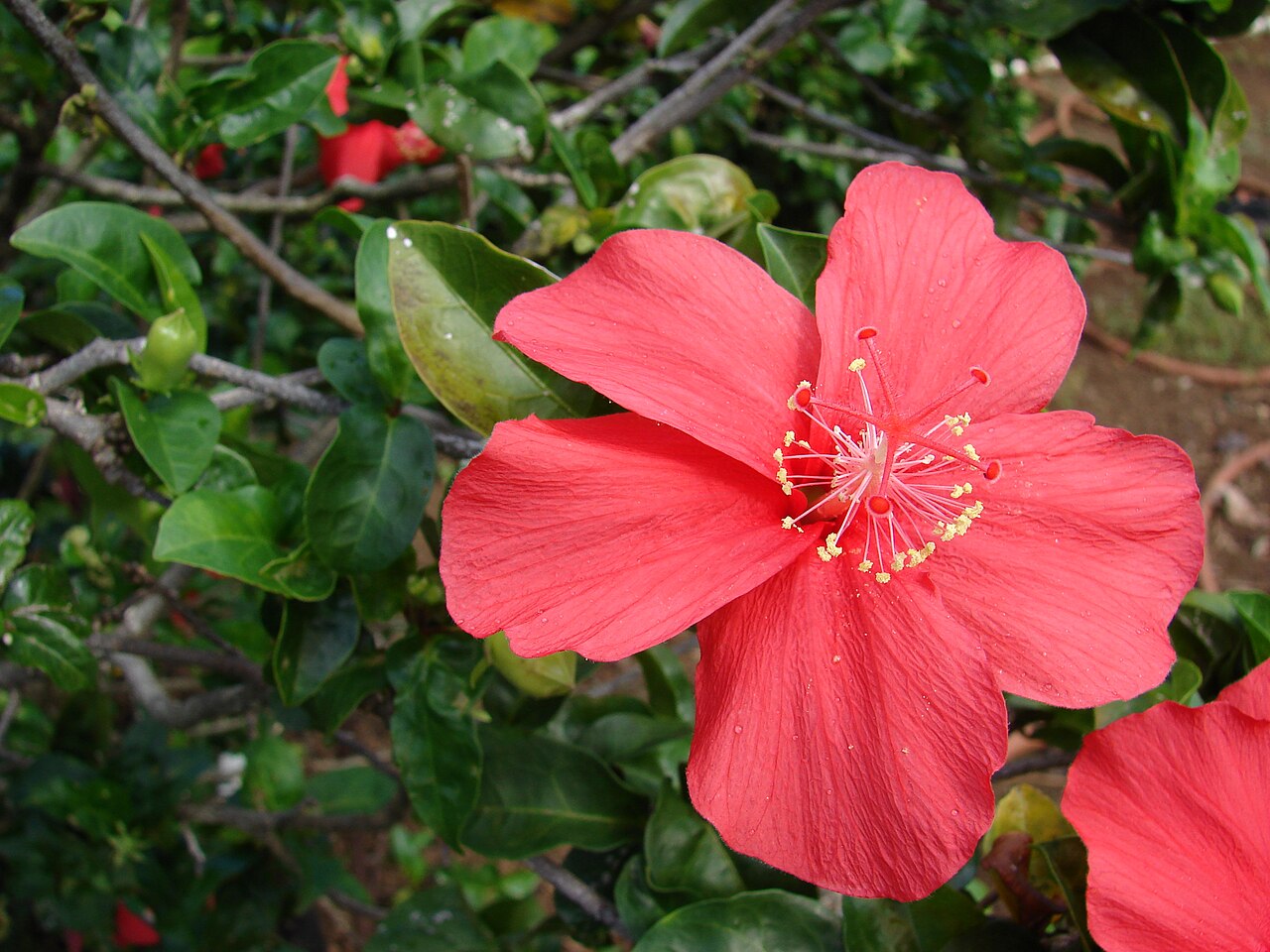 Kokiʻo ʻUla (Hibiscus kokio) - PlantNative.org Red Hibiscus kokio flower cultivated at Hoolawa Farms on Maui