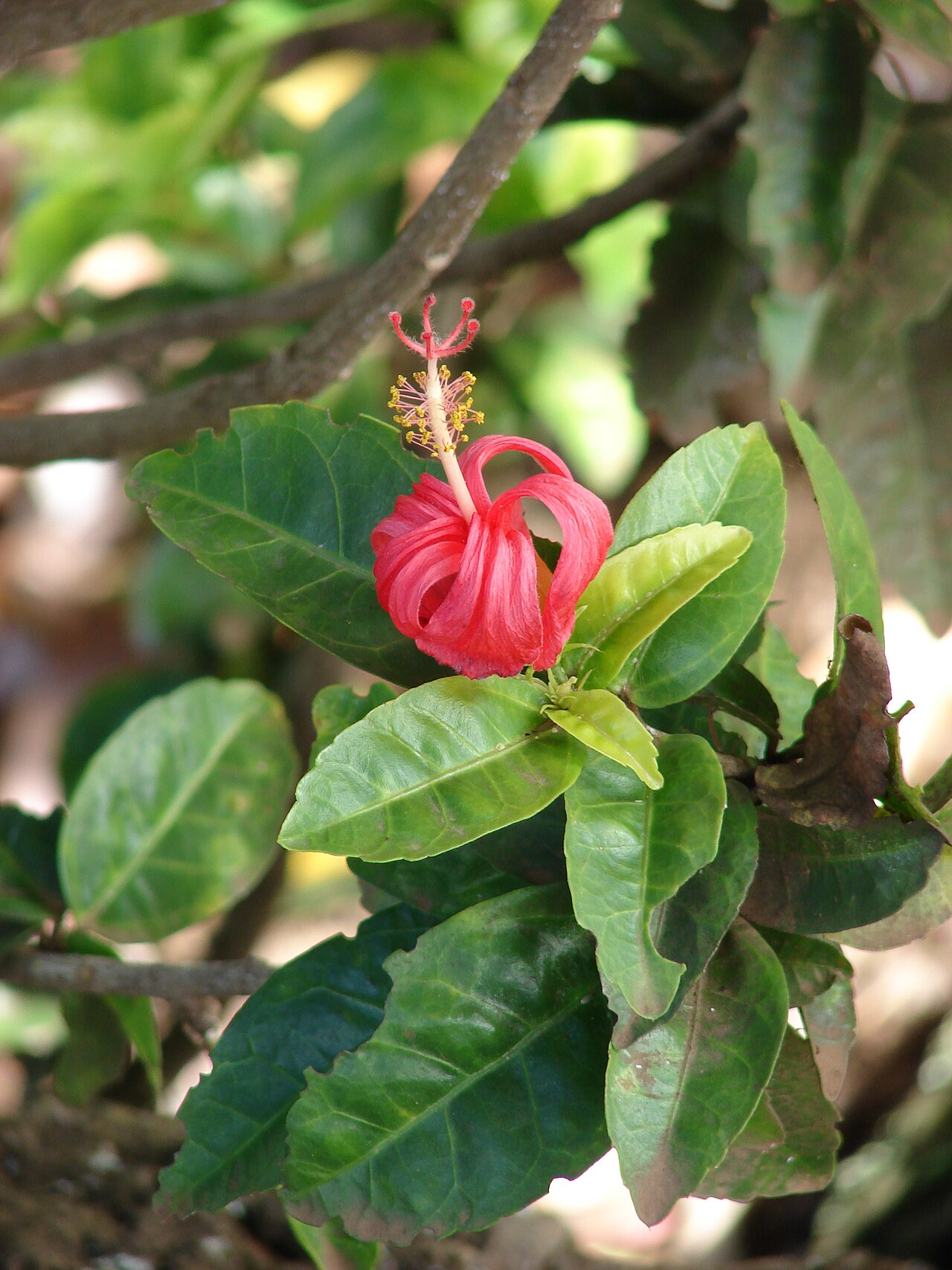 Kokiʻo ʻUla (Hibiscus kokio) - PlantNative.org Hibiscus kokio foliage and a closing flower at Keokea on Maui
