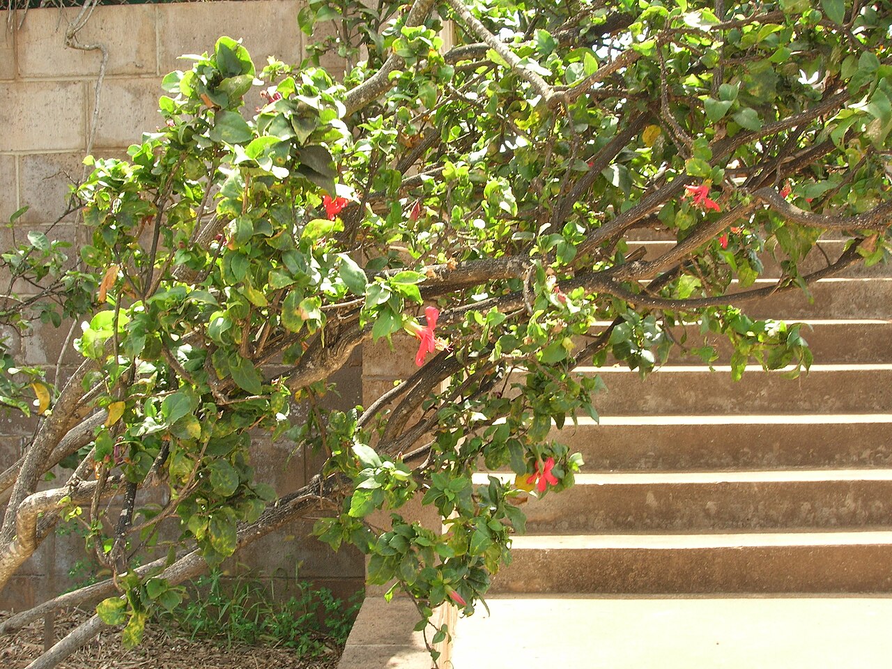 Kokiʻo ʻUla (Hibiscus kokio) - PlantNative.org Hibiscus kokio branching habit at the DLNR baseyard in Kahului