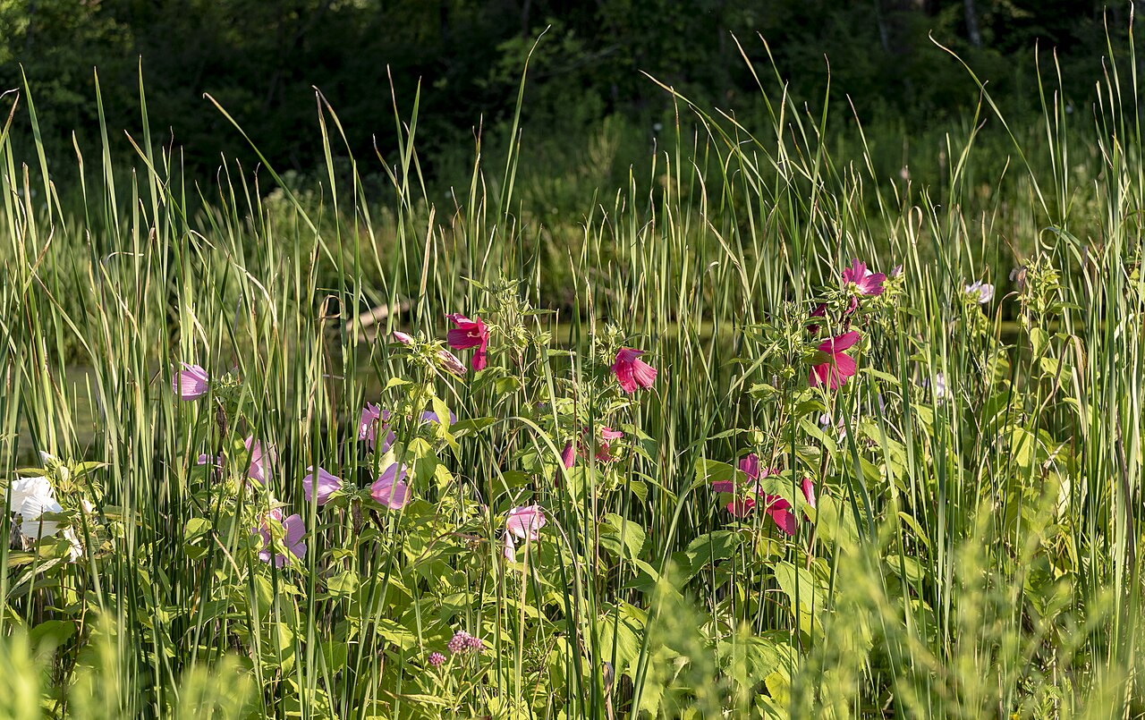 Hibiscus moscheutos in a wetland restoration planting at Gahanna Woods Park, Ohio.
