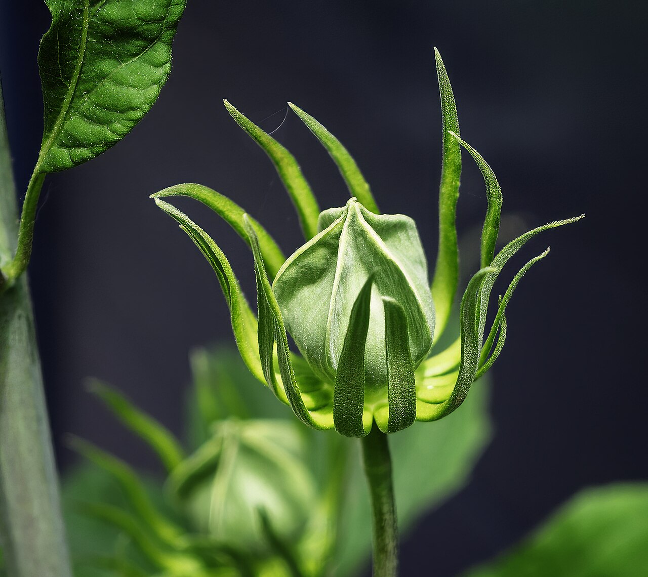 A rosemallow flower bud surrounded by narrow green bracts.
