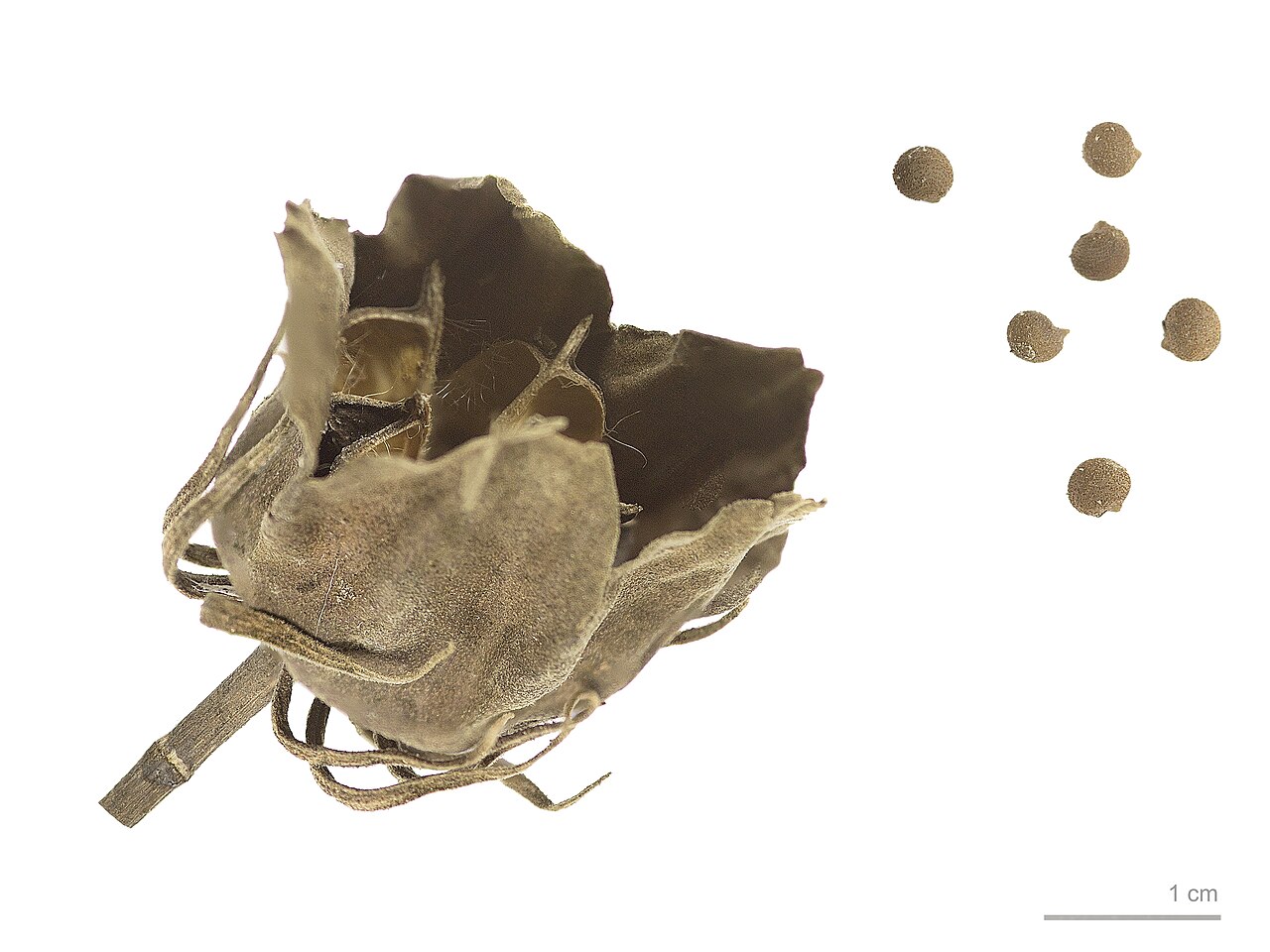 Hibiscus moscheutos fruit and seeds in a museum botanical collection.