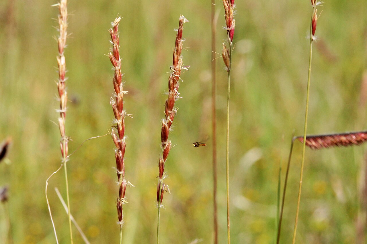 Galleta flowering stems in the Gallinas Mountains, New Mexico.