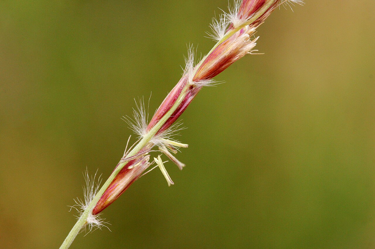 Distinct hairy spikelet groups of galleta, photographed separately in the Gallinas Mountains.
