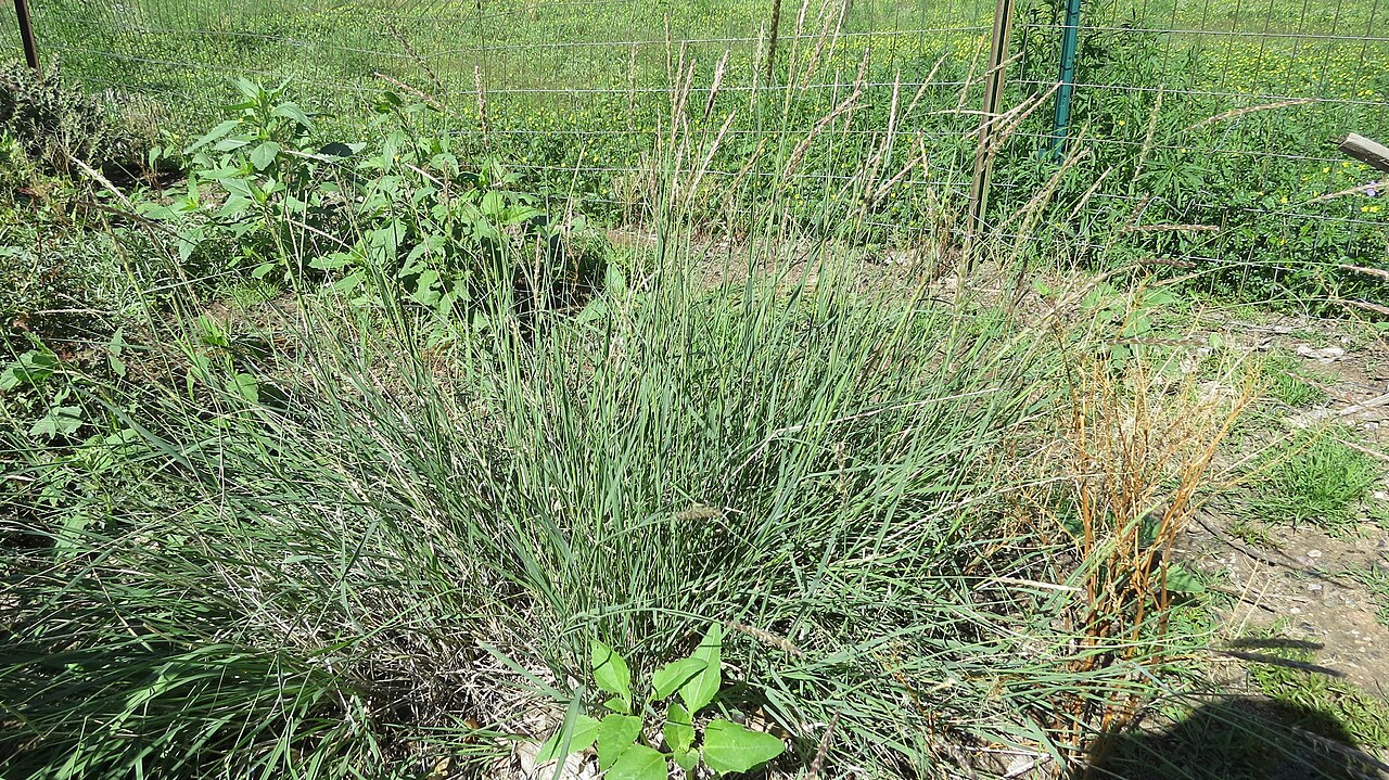 Galleta growing as a spreading patch in an Española, New Mexico garden after a wet summer.
