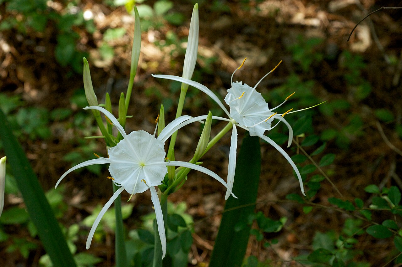 Woodland Spiderlily (Hymenocallis occidentalis) - PlantNative.org Woodland spiderlily flowers photographed in Boyle Park, Little Rock, Arkansas.