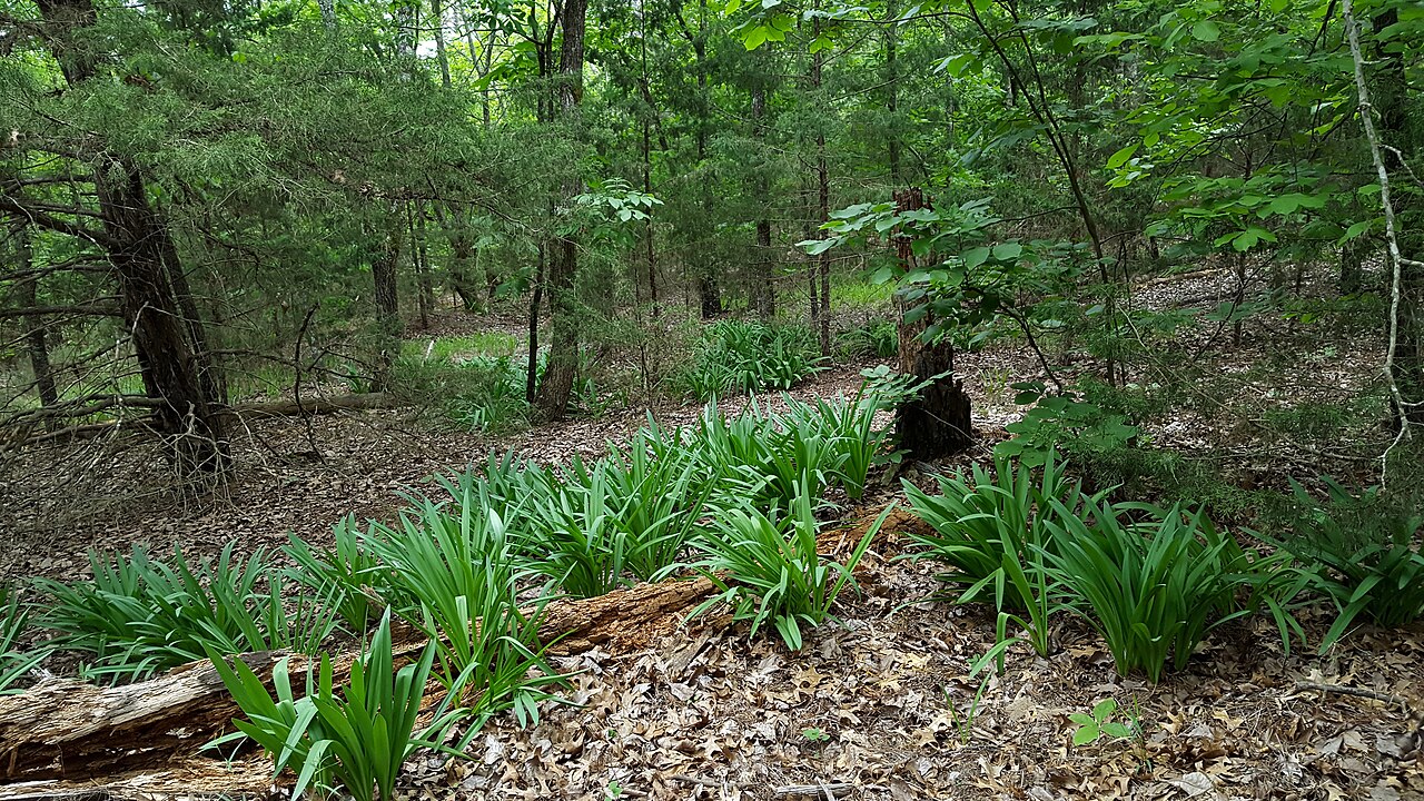 Woodland Spiderlily (Hymenocallis occidentalis) - PlantNative.org Spring foliage of Hymenocallis occidentalis var. eulae in Van Zandt County, Texas.