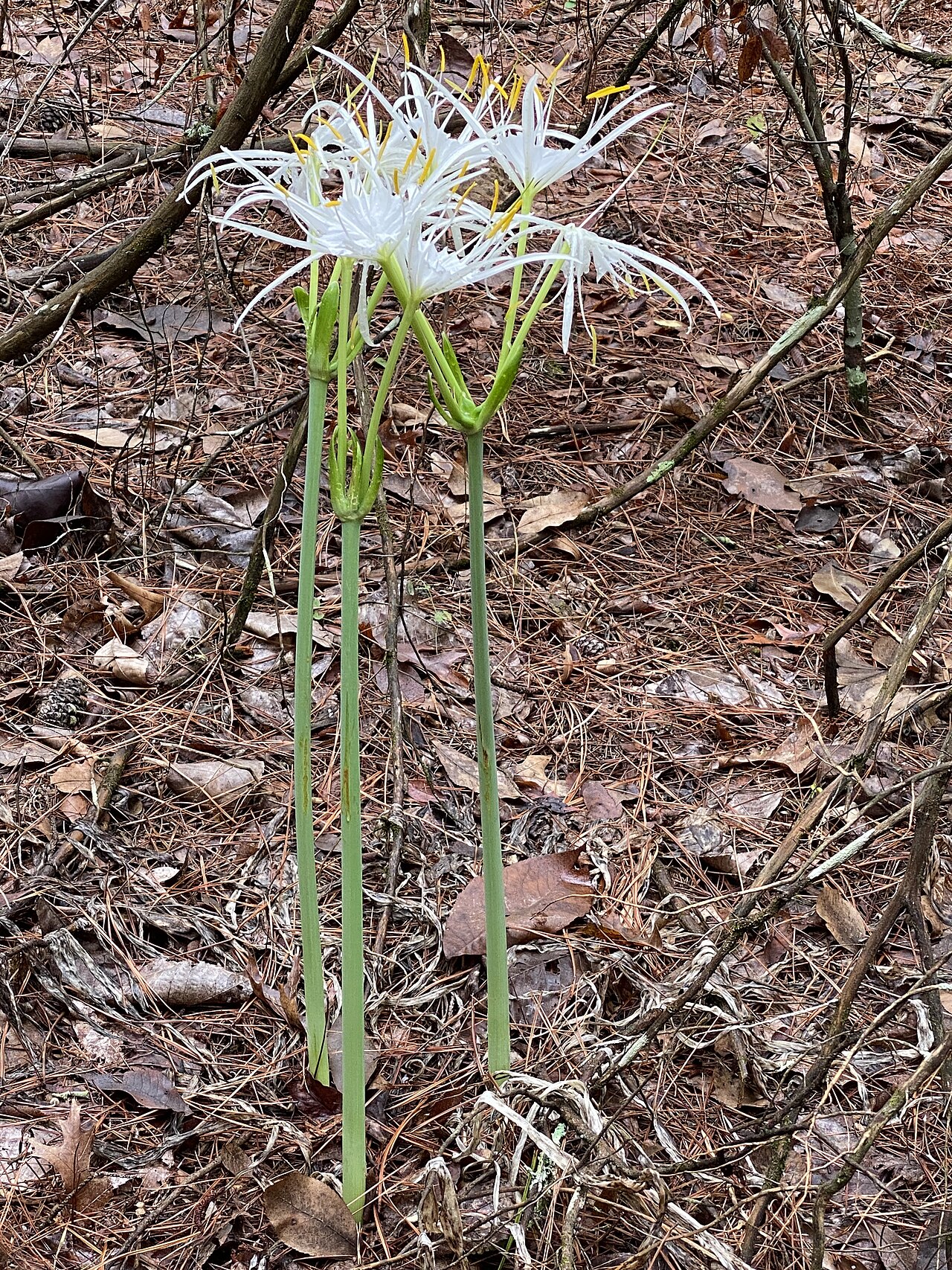 Woodland Spiderlily (Hymenocallis occidentalis) - PlantNative.org Flowering Hymenocallis occidentalis var. eulae in Van Zandt County, Texas, September.