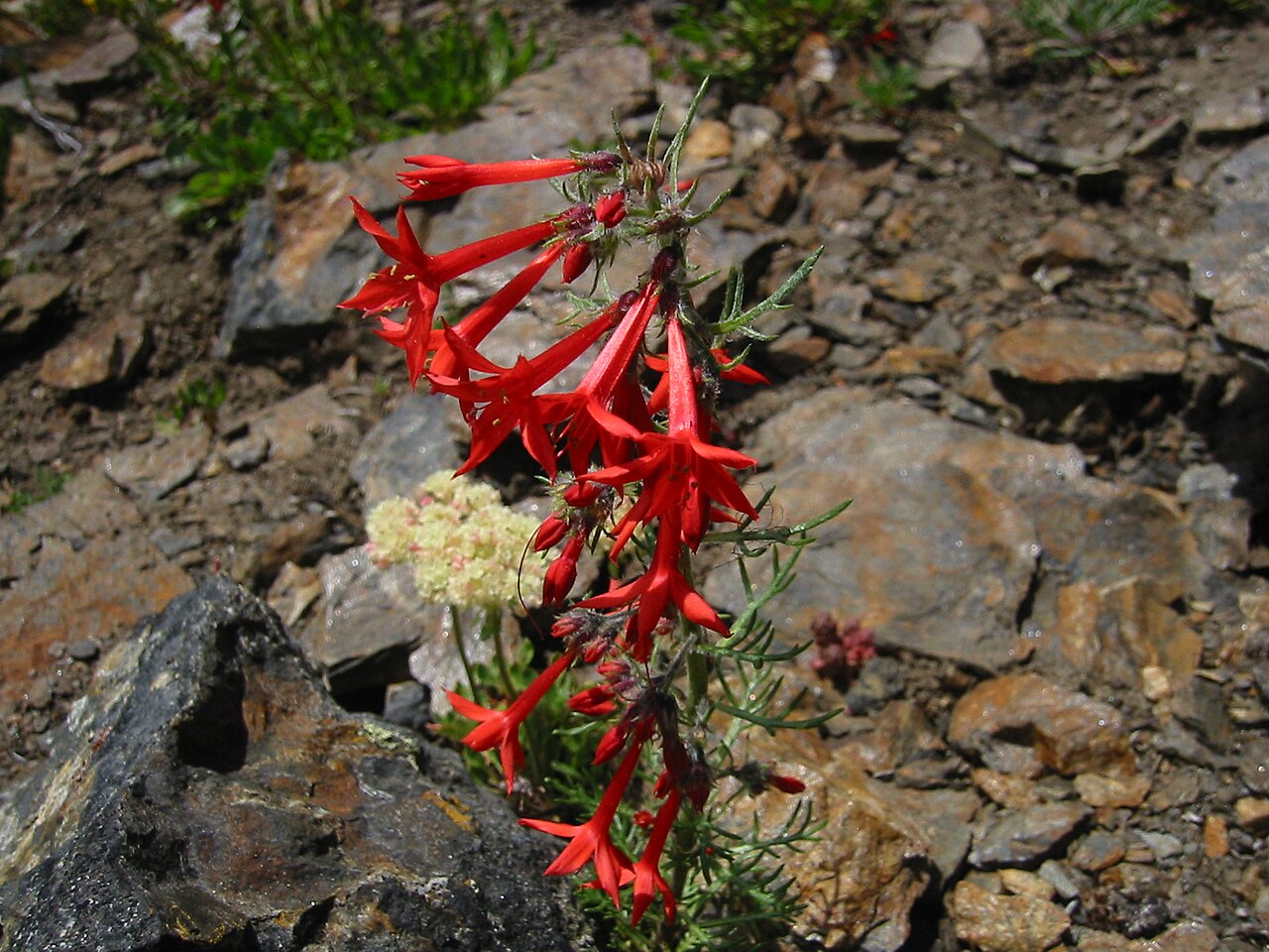 Skyrocket Gilia (Ipomopsis aggregata) - PlantNative.org Scarlet gilia with red tubular flowers in a rocky setting