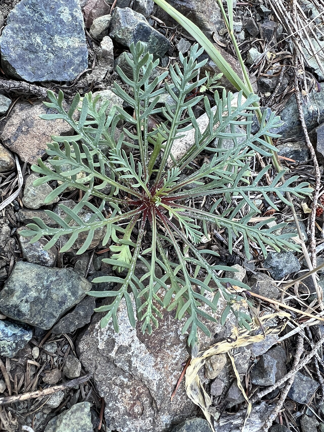 Skyrocket Gilia (Ipomopsis aggregata) - PlantNative.org Finely divided basal leaves of a young scarlet gilia