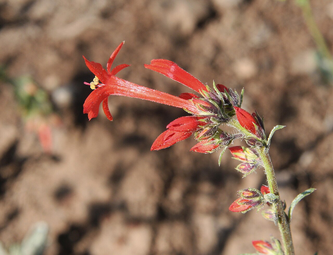 Skyrocket Gilia (Ipomopsis aggregata) - PlantNative.org Scarlet gilia flower tube and buds near Minaret Vista, California