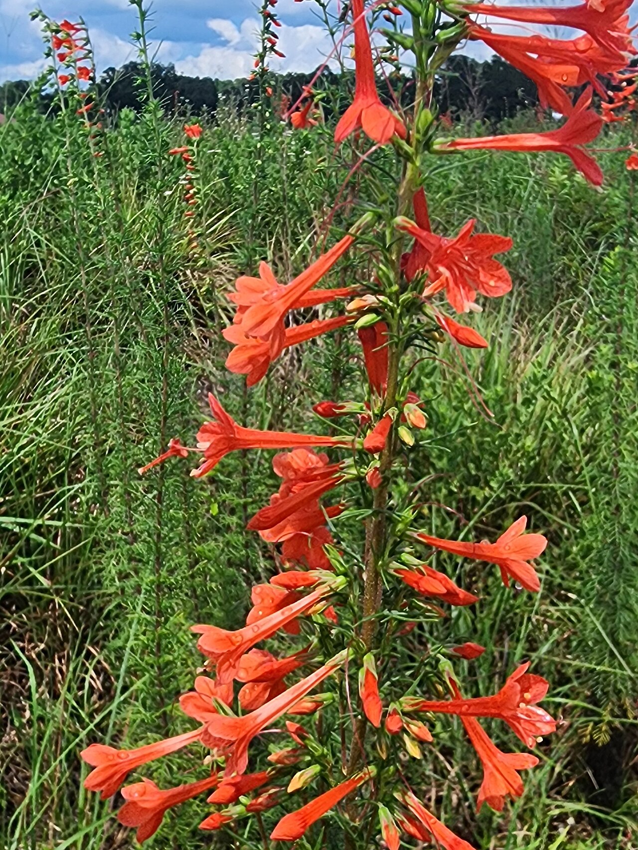 Scarlet tubular flowers and divided foliage of standing cypress in the United States.