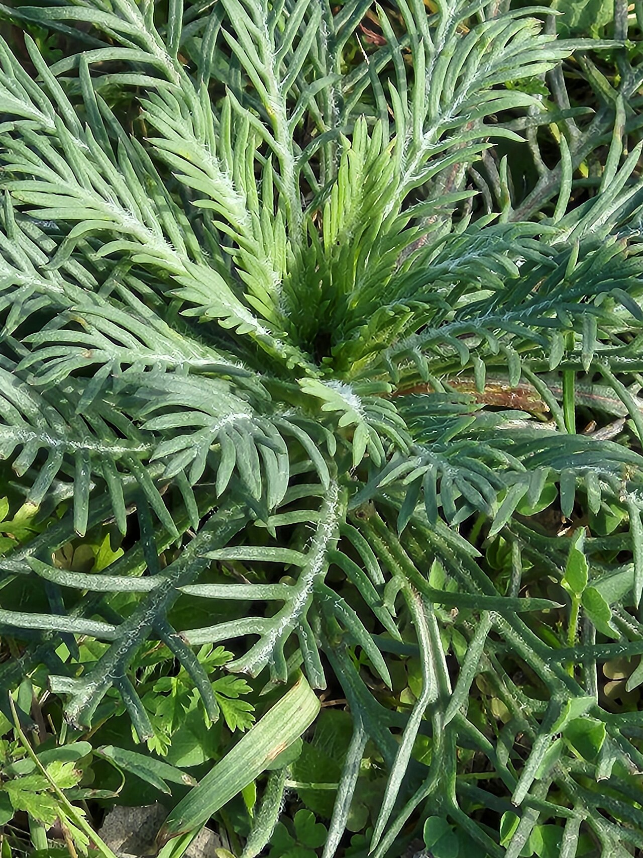 Finely divided standing-cypress rosette before the tall flowering stage.