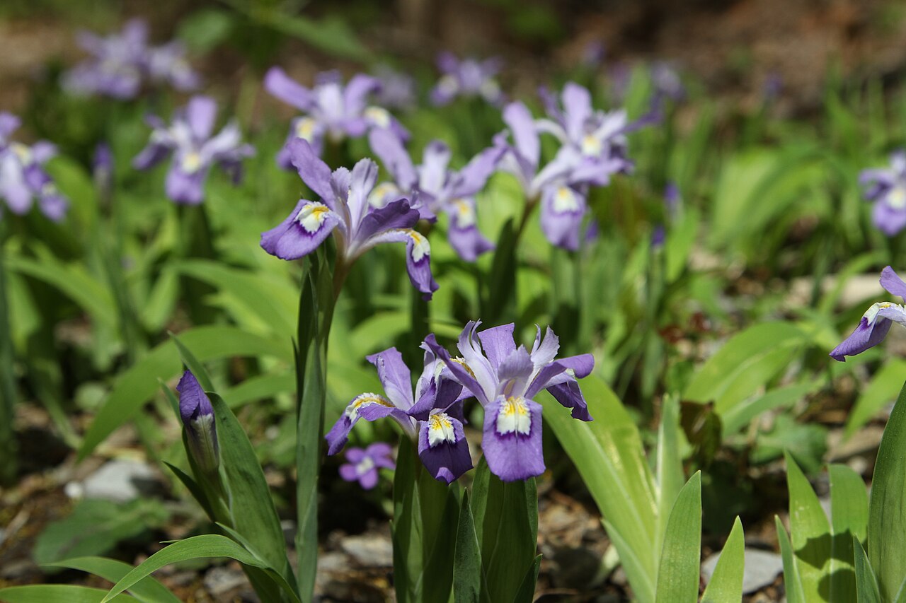Crested Iris (Iris cristata) - PlantNative.org Colony of Crested Iris (Iris cristata) in full bloom on a rocky woodland floor in the Great Smoky Mountains