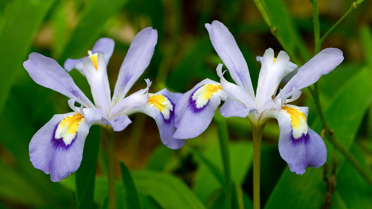 Crested Iris (Iris cristata) - PlantNative.org Two open flowers of Crested Iris (Iris cristata) with pale lavender petals and the raised white and yellow crest on each fall