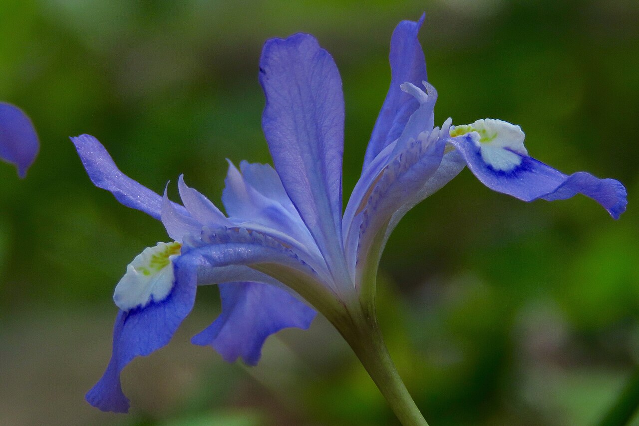 Crested Iris (Iris cristata) - PlantNative.org Crested Iris (Iris cristata) flower in profile showing pale blue-violet falls and standards and the white crest with yellow markings