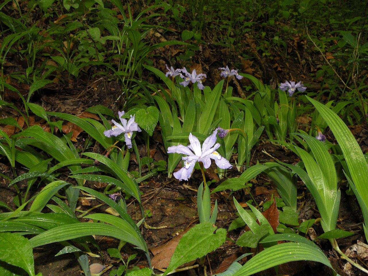 Crested Iris (Iris cristata) - PlantNative.org Clump of Crested Iris (Iris cristata) in bloom among leaf litter in an Ohio woodland