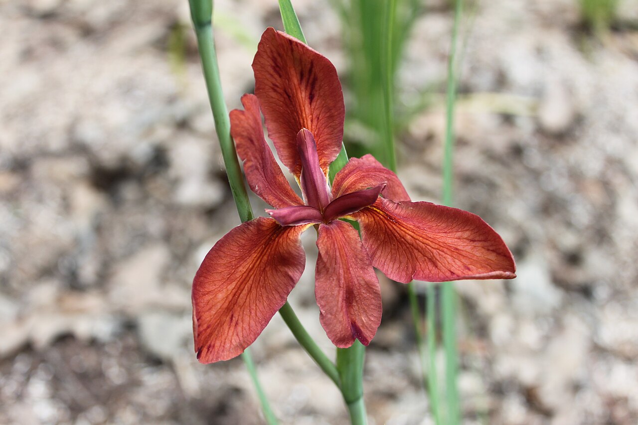 Red Flag (Iris fulva) brick-red bloom showing the flat, wide-spread flower form and green flower stalk