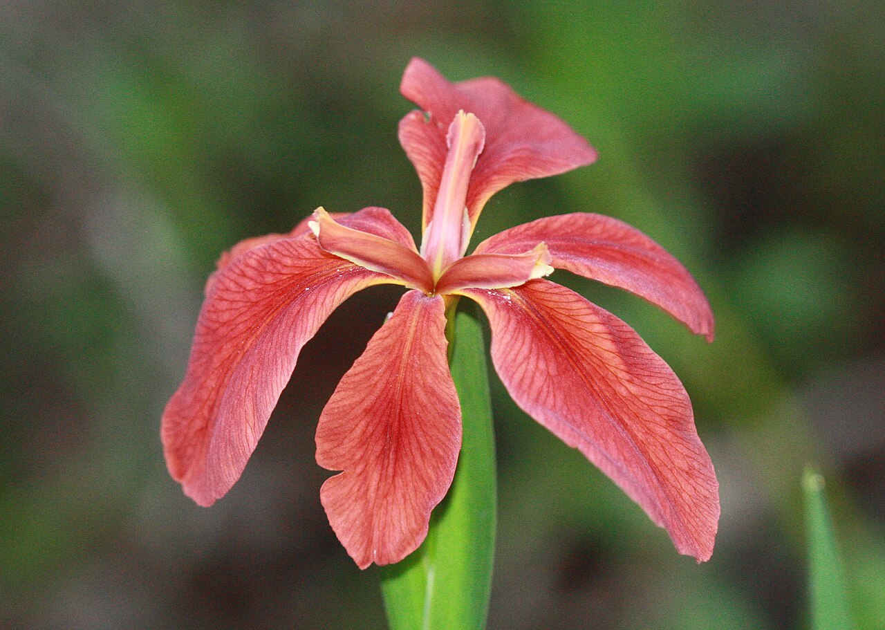 Copper Iris (Iris fulva) flower with three drooping copper-red falls and three narrow, spreading standards