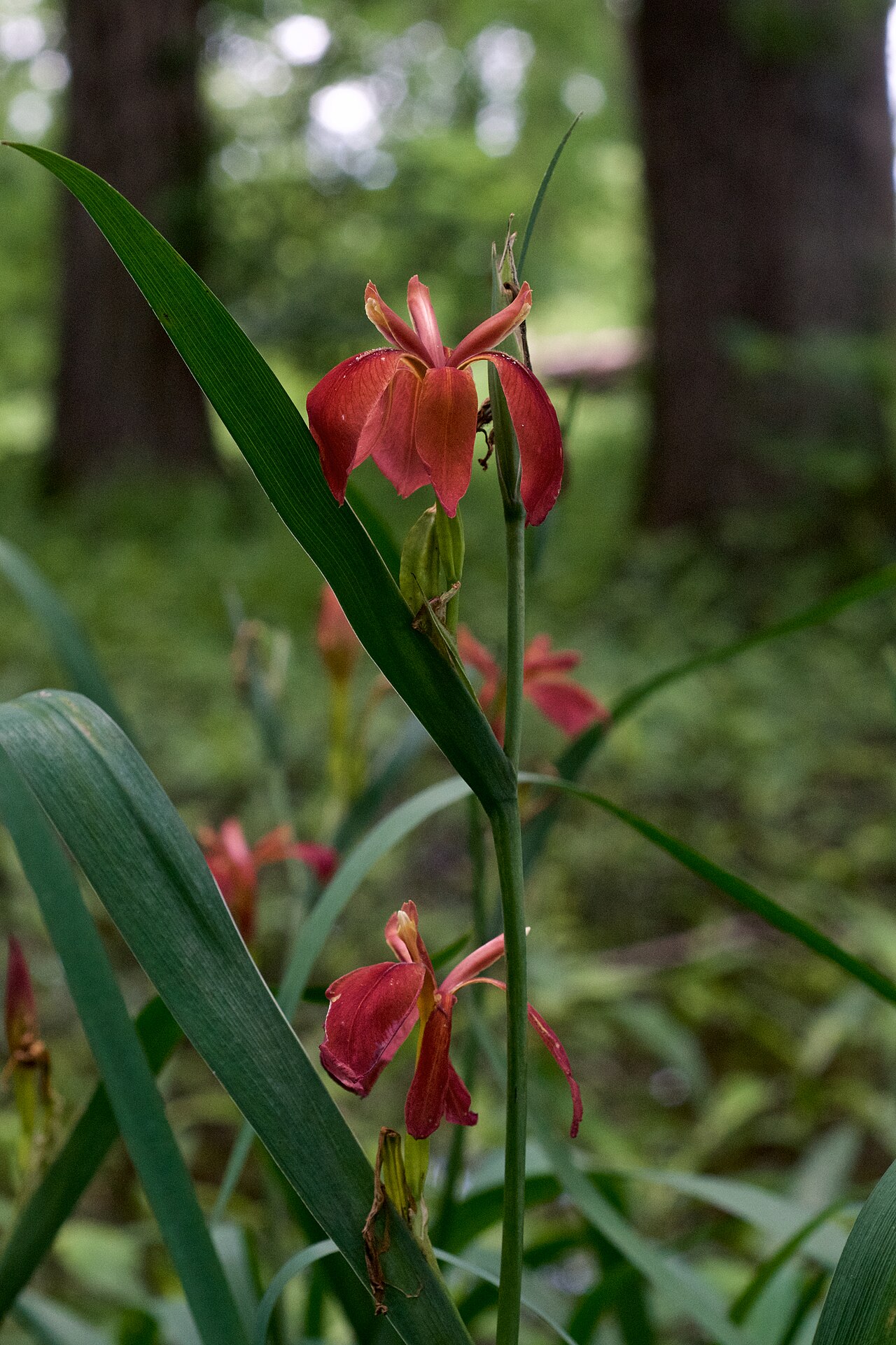 Copper Iris (Iris fulva) flowering stem with red blooms above arching sword-like leaves in a woodland understory