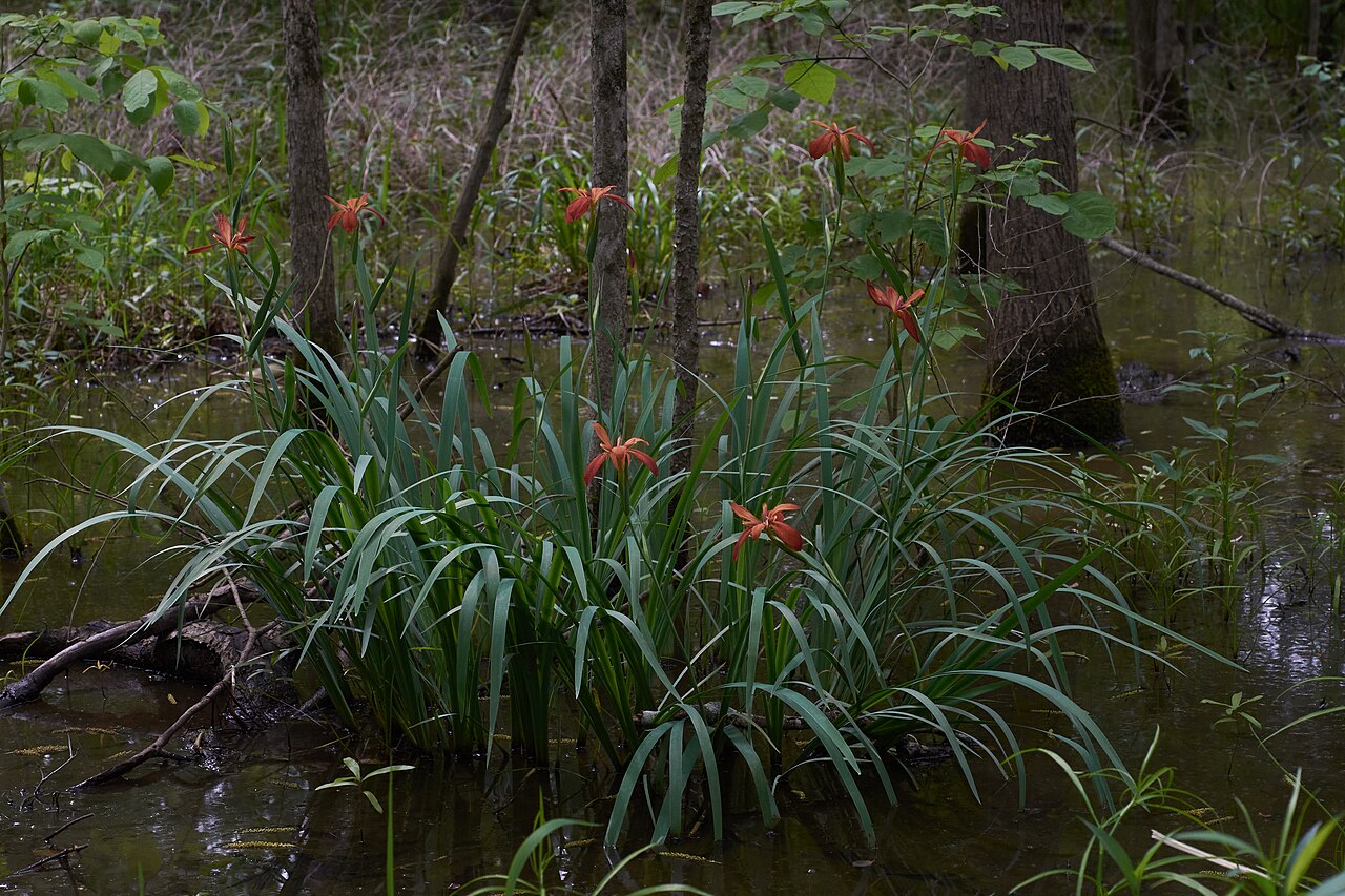 Copper Iris (Iris fulva) clump blooming in shallow water in a bottomland hardwood swamp