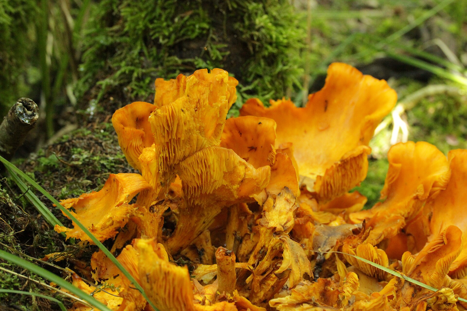 What is a Toadstool? A Clear and Neutral Explanation - PlantNative.org Cluster of bright orange jack-o-lantern mushrooms showing sharp true gills