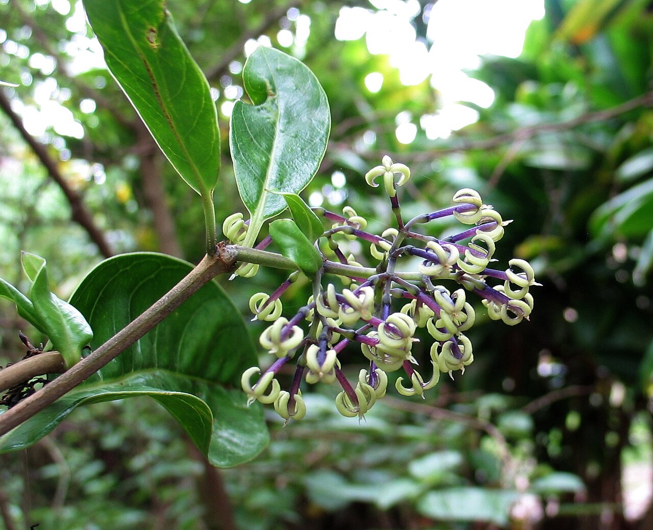 Manono flowers with pale recurved lobes and purplish tubes