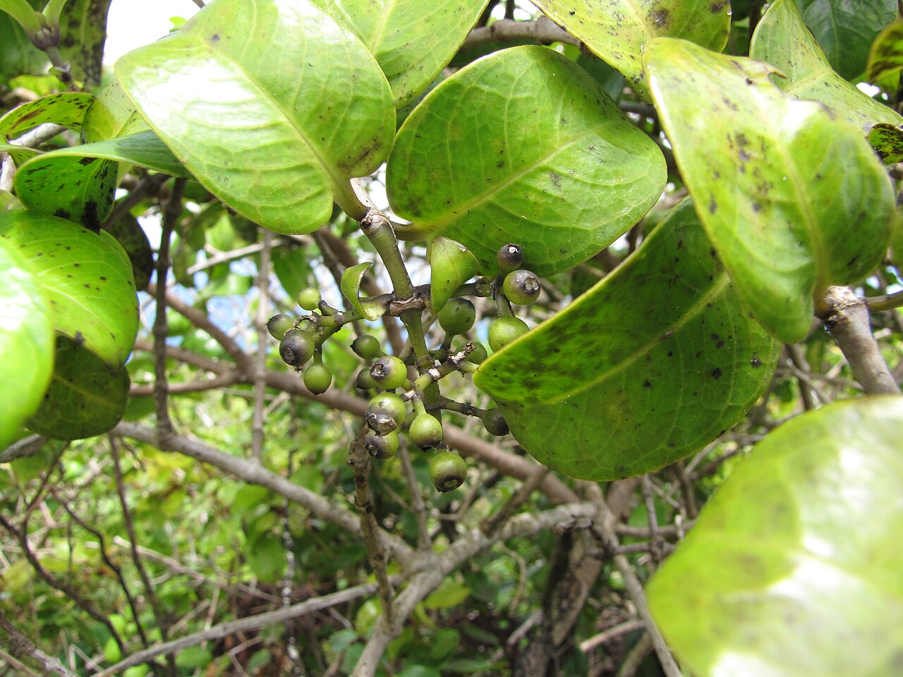 Manono leaves and small fruits near a branch