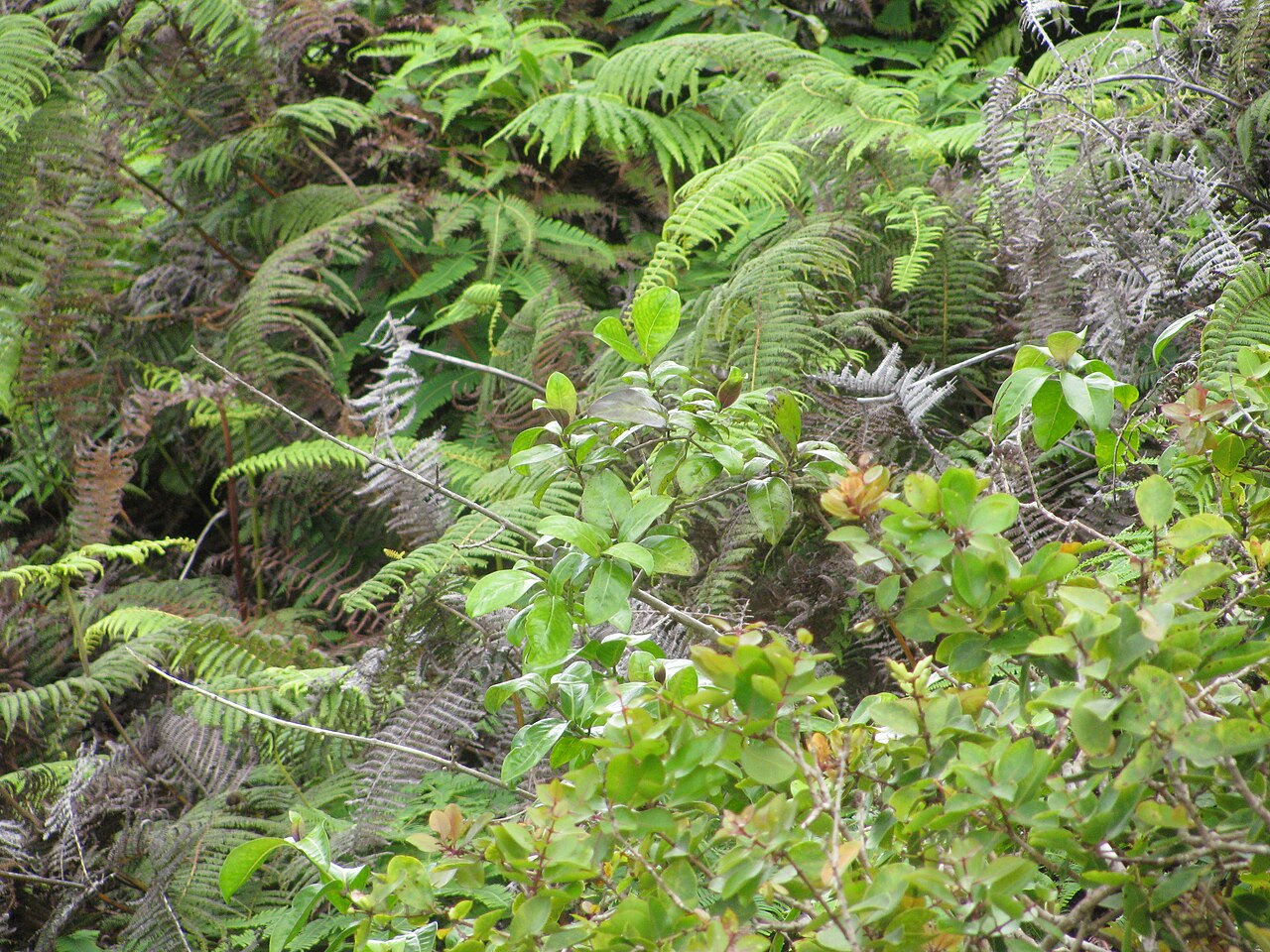 Manono growing among ferns in Hawaiian forest habitat