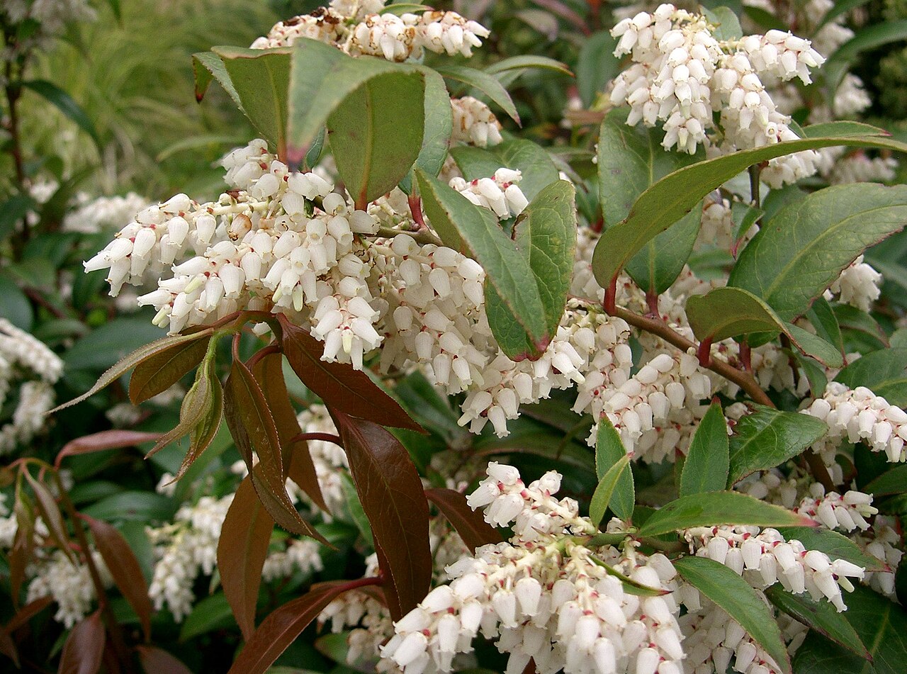 Coastal Doghobble (Leucothoe axillaris) - PlantNative.org Small white flower clusters of Leucothoe axillaris.
