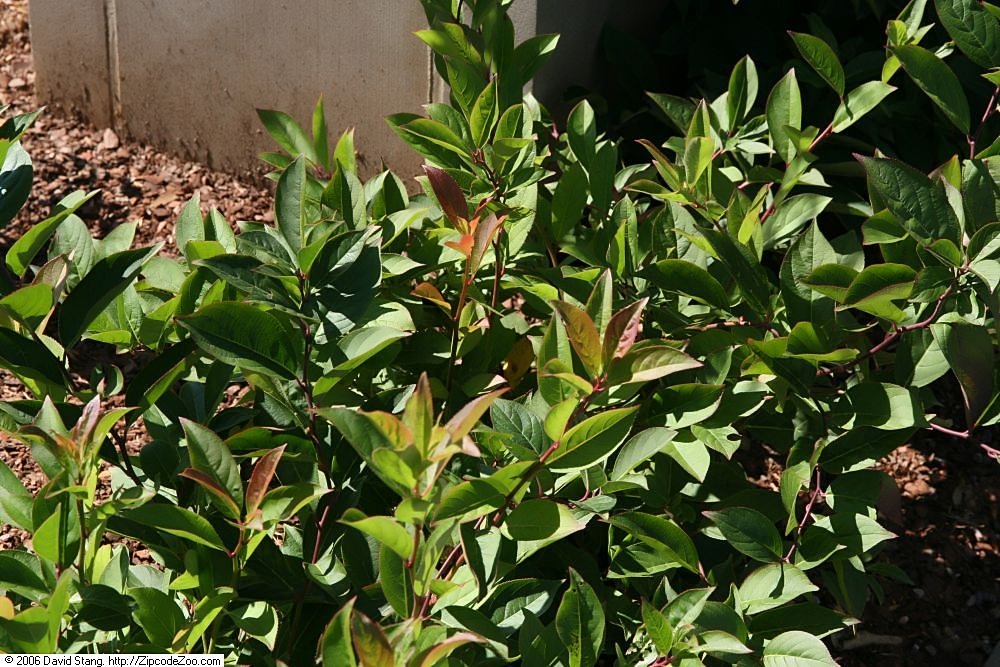 Coastal Doghobble (Leucothoe axillaris) - PlantNative.org Cultivated coastal doghobble foliage at the United States Botanic Garden.