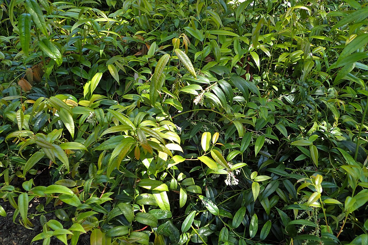Coastal Doghobble (Leucothoe axillaris) - PlantNative.org Arching leafy branches of coastal doghobble in cultivation at Dunedin Botanic Garden.